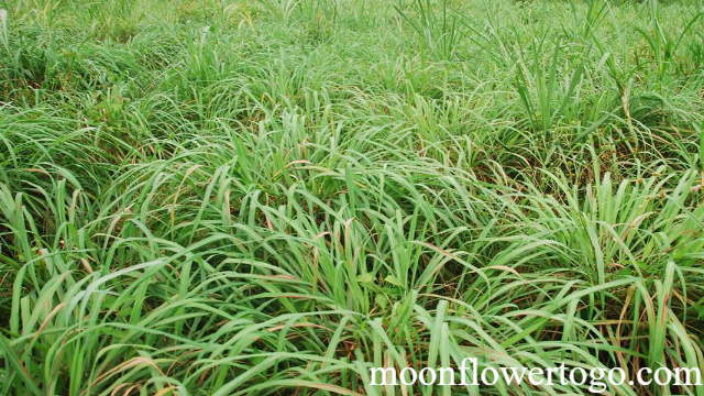 Daftar Tanaman yang Di Benci Ular Sawah