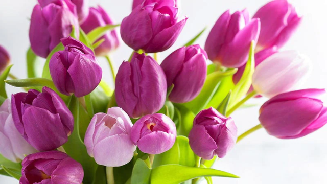 Mengenal Bunga Tulip: Keindahan, Sejarah, dan Maknanya dalam Kehidupan