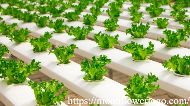 Deretan Tanaman Sayur yang Aromanya